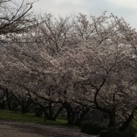 桜の花見へ行ってきた