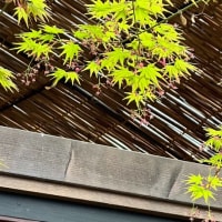 箱根湯本「牛なべ 右近」春の川床、緑が綺麗な青紅葉