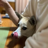 ハルは元気です