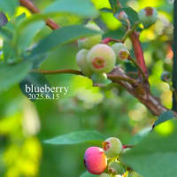 blueberry 2025.6.15