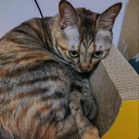 茶猫タイム　爪研ぎ段ボール