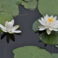 多摩川台公園あじさい園　　水生植物園の木道とハンゲショウと睡蓮　　　　10