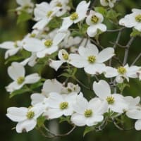 ハナミズキ　〈花水木の白い花〉　