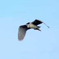 06/17探鳥記録写真：サギヤマの模様①（ゴイサギの飛翔、）