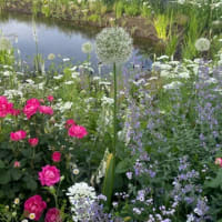 薔薇の季節