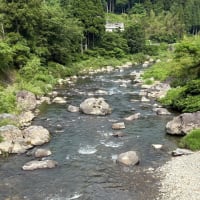 足羽川友釣り解禁のお知らせ
