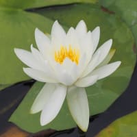 つつじヶ丘公園の紫陽花と睡蓮