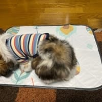新しいシート。