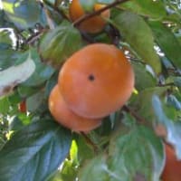 柿がおいしい頃になったね