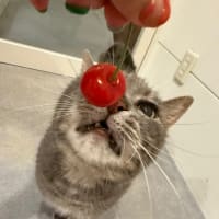 今年も大好物いただきました。