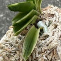 清國