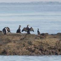 05/08探鳥記録写真：狩尾岬の鳥たち（キアシシギ、カワセミ、ミサゴ、ウミウ、）