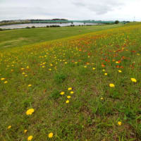 雄物川土手の花