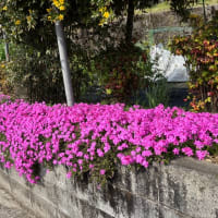 芝桜