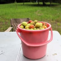 わが家の果樹園、ウメの収穫をしました。
