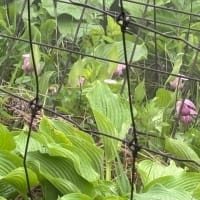 雨天決行！お花見山行・三つ峠山