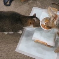 無理ができないお年頃