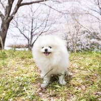 ポメラニアンの、ゆきが９歳に♪