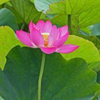 蓮の花
