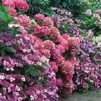 紫陽花（あじさい）Hydrangea 