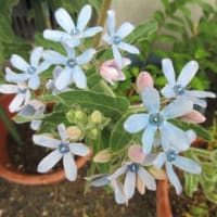 今日の花（ブルースター、イトバハルシャギク）