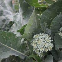 自家野菜が出来た