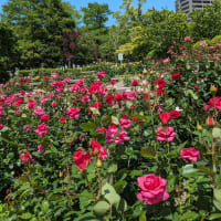 徳島中央公園の薔薇