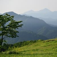 No.1,113　太郎布のアガキ大根の花　見頃です