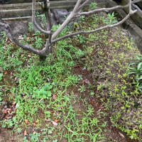 庭も夏が始まっています