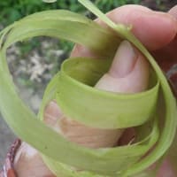 カラムシ他の皮を薄く剥ぐ