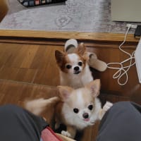 ガソリンを入れてきました