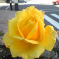 主と会う（再臨）（１テサロニケ４：１６，１７）　