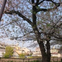 桜の季節