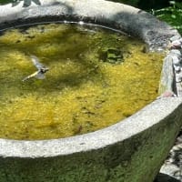 トンボ２種