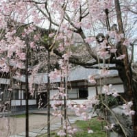 ～小川町・西光寺の枝垂桜とカタクリの花が見頃～