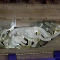 塩津（しおつ）神社 in 滋賀県長浜市西浅井町