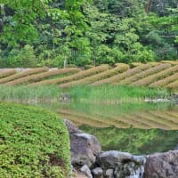 改修工事完了ですっきり！・・・けいはんな記念公園観月橋