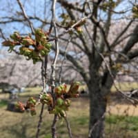 桜満開の三神峯公園