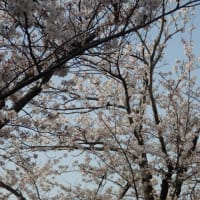 2021年春、今年も綺麗に桜が咲きました・・・。