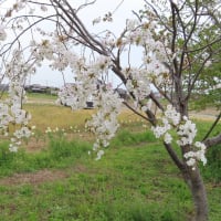 幻の山桜２世－田中の広場に咲く