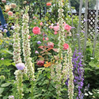 Open garden friends