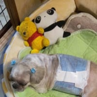 桃君５月のトリミング