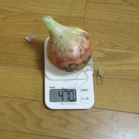 タマネギ「ネオアース」は２つの方法で本格乾燥