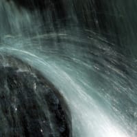 花の端境期の水林自然林には菌従属栄養植物などが（2025.6.8）#1