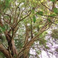 愛媛県大洲市、豊茂甲「豊茂のコガノキ」（市指定）です！！