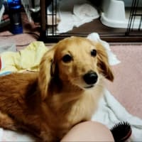 【　うたちゃんお風呂　】ミニチュアダックスフンド　家族