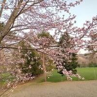 桜も咲き、春のお花が次々と（北海道沙流郡日高町日髙地区）