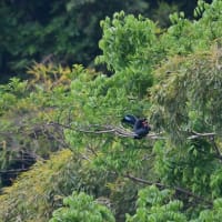ブッポウソウ　求愛給餌　その３／岡山県