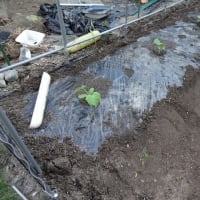 夏野菜を家の菜園に植えました(^_-)