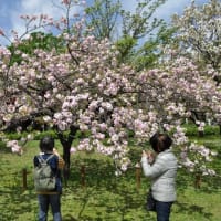 荒川の五色桜 を訪う
